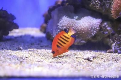 廣東水族批發(fā)市場在哪：廣東水產(chǎn)品文化探秘