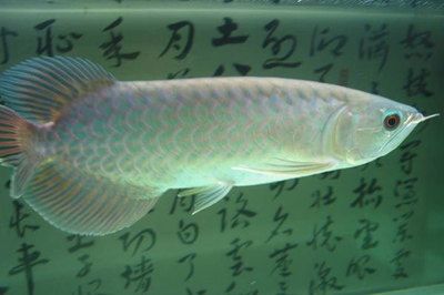 金龍魚尾鰭有黑點(diǎn)：金龍魚尾部出現(xiàn)黑點(diǎn)是怎么回事？