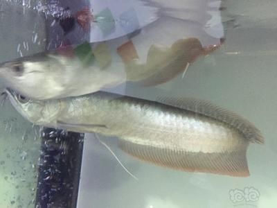 龍魚在什么情況下會死掉一條魚呢：龍魚在什么情況下會死掉一條魚 龍魚百科 第1張