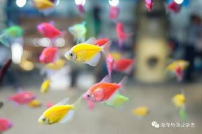 廣州觀賞魚魚商會會長：廣州觀賞魚魚商會會長在行業(yè)中的地位和地位和影響力 廣州水族批發(fā)市場 第1張