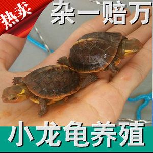 小龍魚怎么搞：小龍魚怎么搞，小龍魚的喂食方法 龍魚百科 第2張