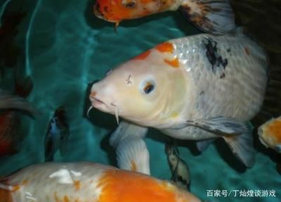 家里的魚缸養(yǎng)鯉魚,鯽魚好不好呢：養(yǎng)鯉魚和鯽魚的養(yǎng)殖技巧鯽魚的養(yǎng)殖技巧和養(yǎng)殖技巧