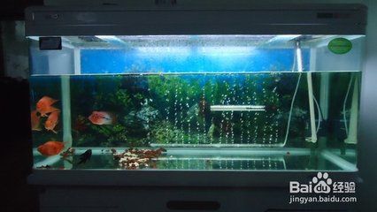 觀賞魚缸適合養(yǎng)什么魚最好呢：如何選擇適合的觀賞魚 魚缸風(fēng)水 第1張