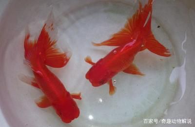 家里的魚缸養(yǎng)鯉魚,鯽魚好不好：家里魚缸養(yǎng)鯉魚和鯽魚的養(yǎng)殖需要注意一些細(xì)節(jié)以確保