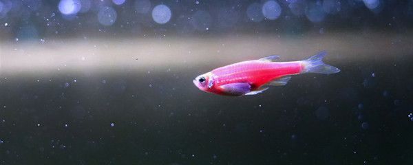 出現(xiàn)病魚的魚缸怎么辦視頻：如何處理病魚？如何識別病魚？ 魚缸百科 第1張