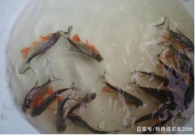 淡水白鯧養(yǎng)在魚缸怎么喂：淡水白鯧的養(yǎng)殖技術(shù)