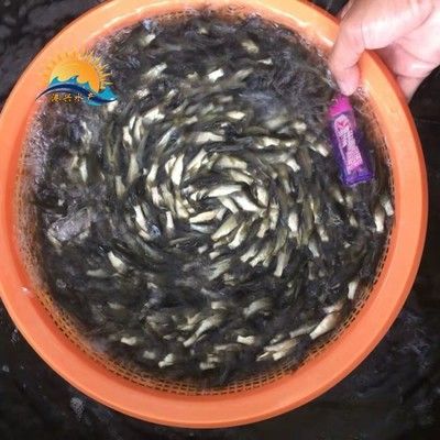 龍魚喂草魚苗怎么喂：龍魚喂草魚苗怎么喂草魚苗需要注意以下幾點(diǎn) 龍魚百科 第3張