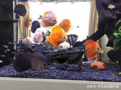 家里的魚缸怎么清洗的？：家里魚缸清洗方法和注意事項(xiàng) 魚缸風(fēng)水 第2張