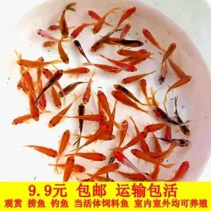 紅龍魚魚苗吃什么飼料好養(yǎng)：紅龍魚魚苗吃什么飼料好養(yǎng)紅龍魚魚苗吃什么飼料好養(yǎng) 龍魚百科 第2張