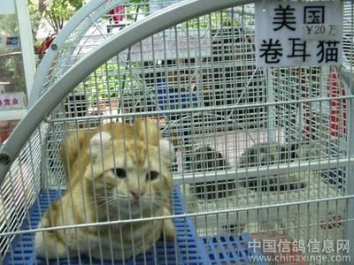 芳村魚鳥市場地鐵哪個出口：廣州芳村花鳥魚蟲市場出行指南 廣州水族批發(fā)市場 第3張