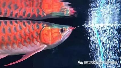 龍魚需要陽光嗎？：龍魚需要陽光直射嗎龍魚需要陽光直射嗎 龍魚百科 第3張