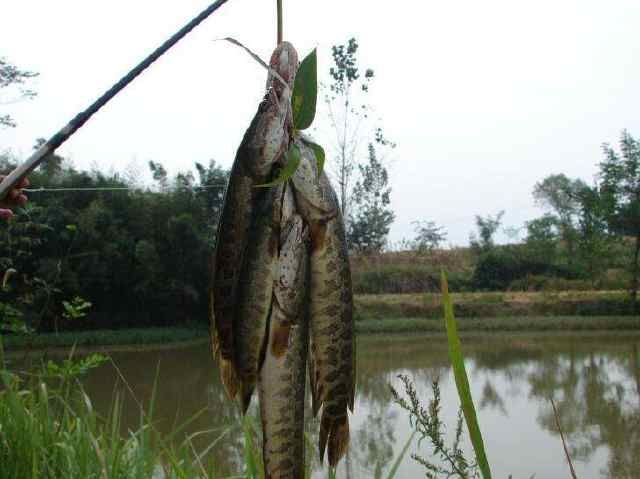 家里的魚缸養(yǎng)一條黑魚的說法：家中養(yǎng)一條黑魚有什么好處？