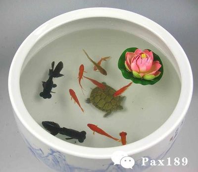 家里的魚缸養(yǎng)什么魚合適風(fēng)水好：熱帶觀賞魚的養(yǎng)殖指南 魚缸風(fēng)水 第3張