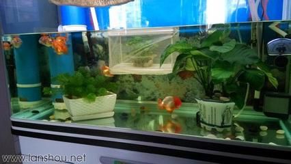 花鳥魚市場的魚缸怎么賣掉的：北京花鳥魚蟲市場