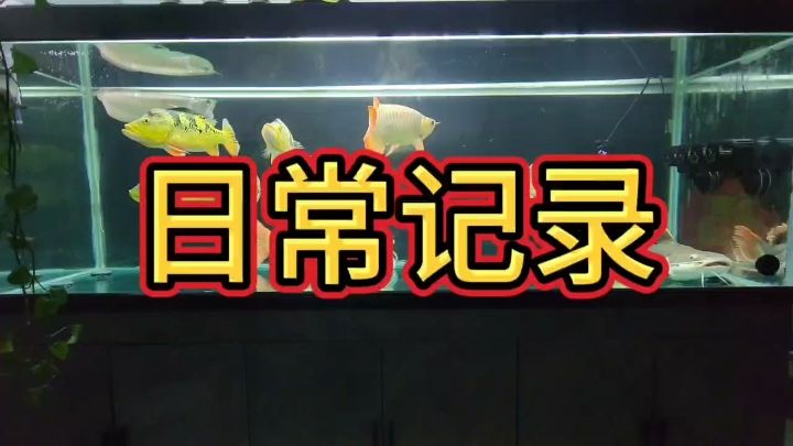 日常記錄：紅龍到家248天記錄 觀賞魚論壇