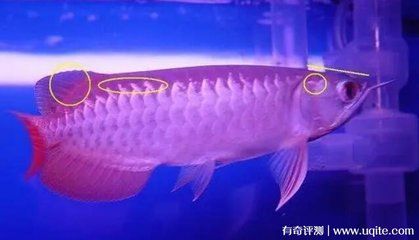 品相好的金龍魚：買金龍魚需要注意什么