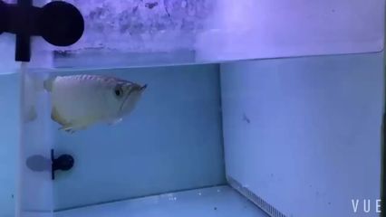 廣州最大水族批發(fā)市場在哪里有：廣州最大水族批發(fā)市場 廣州水族批發(fā)市場 第2張