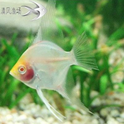 淡水好養(yǎng)的觀賞魚：淡水觀賞魚的種類