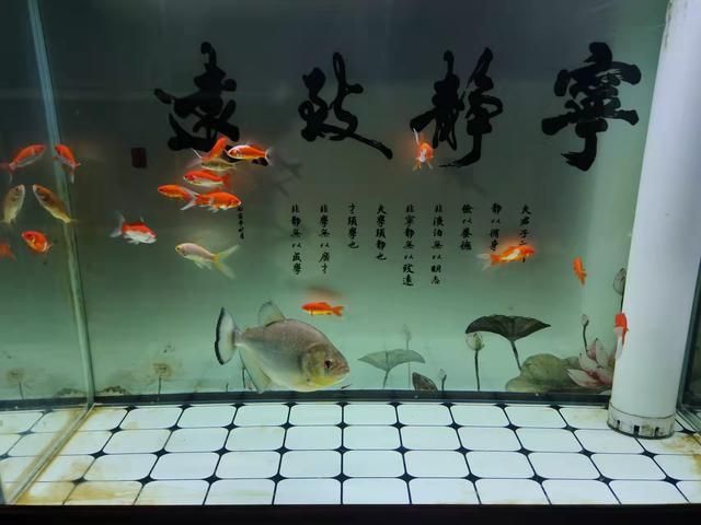 大魚缸清理底面夠不到魚 魚缸百科 第4張