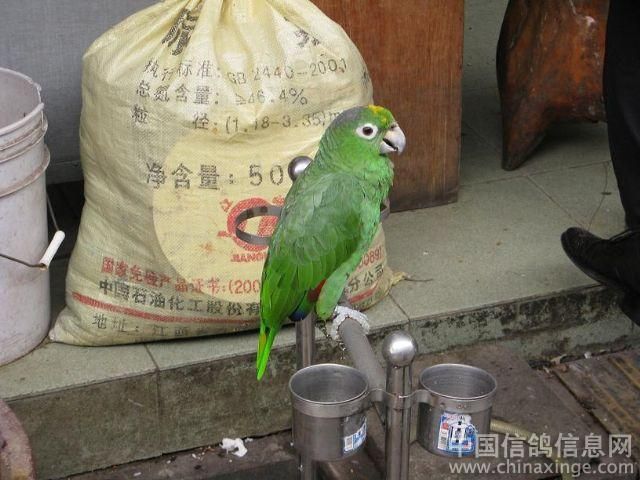 廣州芳村花鳥魚蟲市場有什么賣：全球最大的水族市場探秘廣州芳村花鳥魚蟲市場 廣州水族批發(fā)市場 第1張