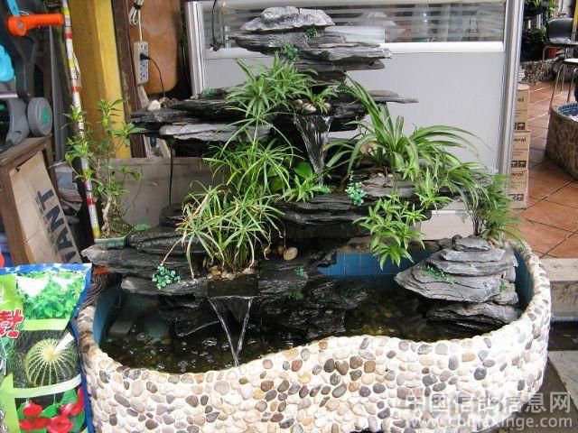 芳村花鳥蟲魚市場在哪里啊多少錢：廣州芳村花鳥蟲魚市場