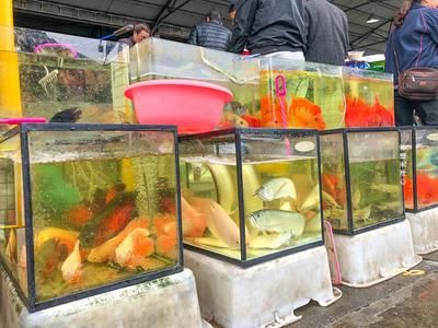 廣州觀賞魚漁場進貨平臺：廣州觀賞魚漁場進貨平臺主要集中在以下幾個地方 廣州水族批發(fā)市場 第1張