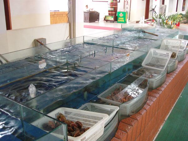 廣州買魚缸去哪里便宜點(diǎn)：廣州水族館文化探秘 廣州水族批發(fā)市場(chǎng) 第4張