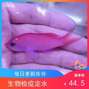 海水觀賞魚(yú)什么魚(yú)最好養(yǎng) 魚(yú)缸風(fēng)水 第1張