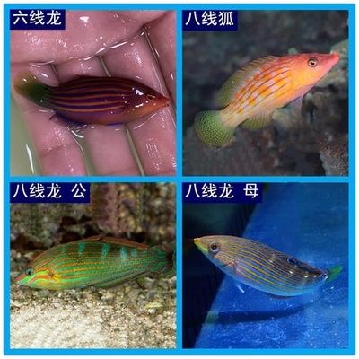 海水觀賞魚(yú)什么魚(yú)最好養(yǎng) 魚(yú)缸風(fēng)水 第3張