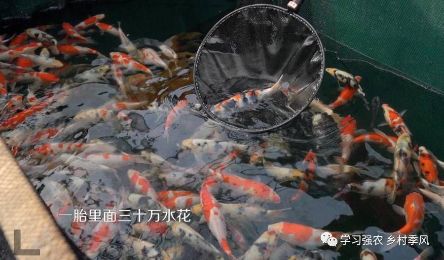 觀賞魚掙錢不掙錢：觀賞魚養(yǎng)殖的經(jīng)濟(jì)效益主要體現(xiàn)在以下幾個(gè)方面 魚缸風(fēng)水 第4張