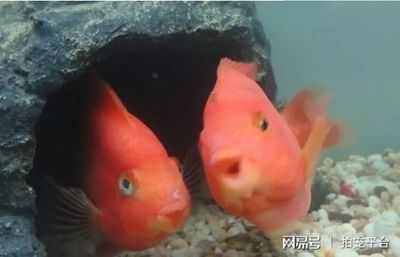 觀賞魚的心情說說搞笑：關(guān)于觀賞魚的心情說說 魚缸風(fēng)水 第2張