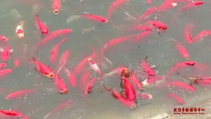 湖北觀賞魚養(yǎng)殖基地有哪些：湖北省觀賞魚養(yǎng)殖條件