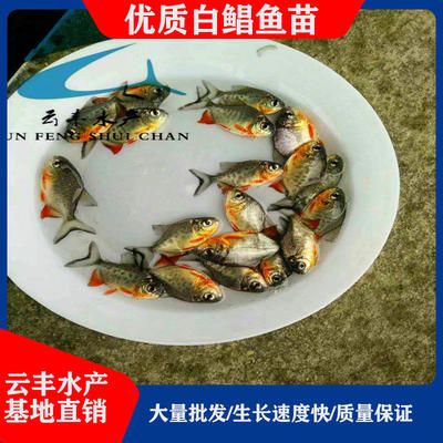 湖北觀賞魚養(yǎng)殖基地有哪些：湖北省觀賞魚養(yǎng)殖條件