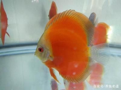 觀賞魚批發(fā)市場(chǎng)進(jìn)貨渠道有哪些品種：廣州花地灣花鳥魚蟲批發(fā)市場(chǎng) 廣州水族批發(fā)市場(chǎng) 第1張