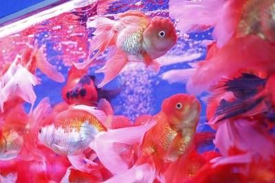 廣州觀賞魚市場有哪些 廣州水族批發(fā)市場 第4張