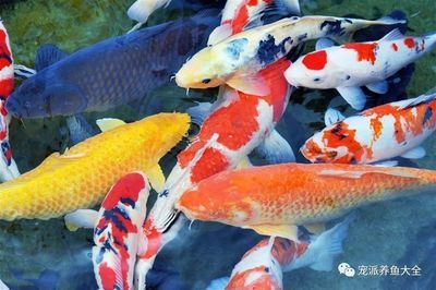 廣州觀賞魚市場有哪些 廣州水族批發(fā)市場 第1張