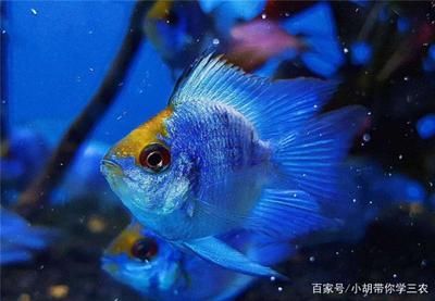 廣州水族批發(fā)市場(chǎng)買(mǎi)觀賞魚(yú)便宜嗎多少錢(qián)一條：廣州水族批發(fā)市場(chǎng)怎么樣