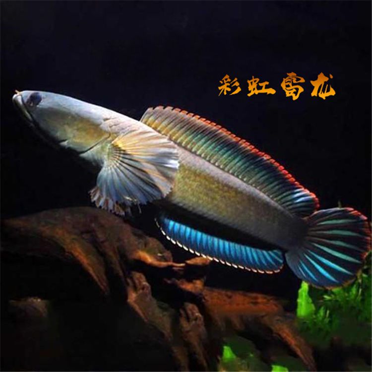 大型淡水觀賞魚(yú)有哪些品種的：大型淡水觀賞魚(yú)的種類(lèi) 魚(yú)缸風(fēng)水 第5張