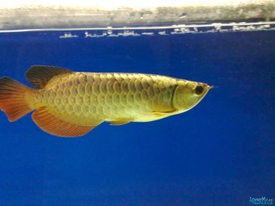 廣州最大的觀賞魚批發(fā)市場 廣州水族批發(fā)市場 第2張