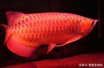 超血紅龍魚發(fā)色過程視頻：關(guān)于超血紅龍魚發(fā)色過程的一些建議 龍魚百科 第3張