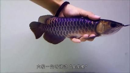 金龍魚值錢嗎？：世界最值錢的金龍魚，養(yǎng)主估價300萬，堪比保時捷