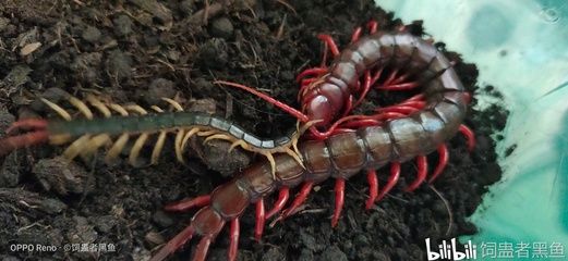 龍魚飼料蜈蚣怎么喂：喂食龍魚蜈蚣對龍魚的發(fā)色是有作用的，龍魚飼料蜈蚣怎么喂 龍魚百科 第2張