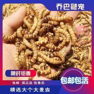 龍魚飼料蜈蚣怎么喂：喂食龍魚蜈蚣對龍魚的發(fā)色是有作用的，龍魚飼料蜈蚣怎么喂 龍魚百科 第1張