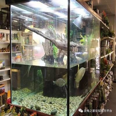 家里的魚缸怎么清洗消毒：家里魚缸清洗和消毒的方法 魚缸風(fēng)水 第3張