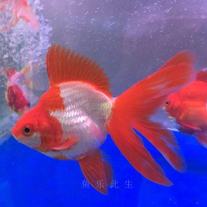 觀賞魚淡水魚：淡水觀賞魚的起源 魚缸風(fēng)水 第2張