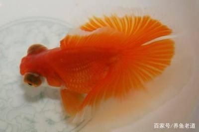 觀賞魚的好處和壞處：觀賞魚的飼養(yǎng)與養(yǎng)護(hù) 魚缸風(fēng)水 第2張