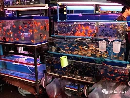 芳村新世界花鳥魚市市場：廣州芳村新世界花鳥魚市 廣州水族批發(fā)市場 第3張