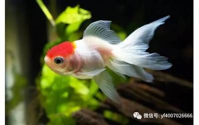 觀賞魚缸適合養(yǎng)什么魚最好看視頻：如何選擇適合的觀賞魚缸 魚缸風(fēng)水 第1張