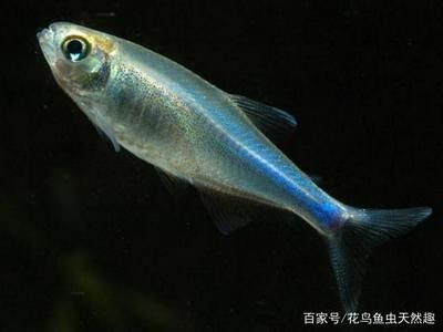 觀賞魚缸適合養(yǎng)什么魚最好看視頻：如何選擇適合的觀賞魚缸 魚缸風(fēng)水 第3張