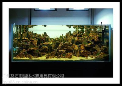 廣州魚缸造景批發(fā)市場在哪里啊多少錢：廣州水族文化探秘 廣州水族批發(fā)市場 第1張